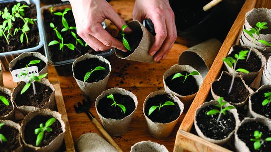 Agrilife advocates for starting with seedlings