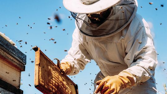 AgriLife to host basic beekeeping course