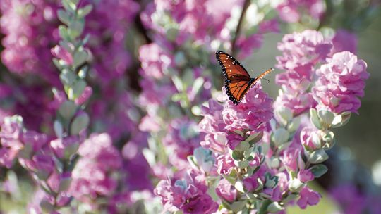 DCMGA recommends Texas Sage