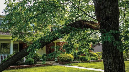 Factors determine whether trees can be saved