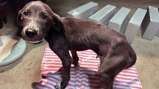 KVPD makes animal cruelty arrest