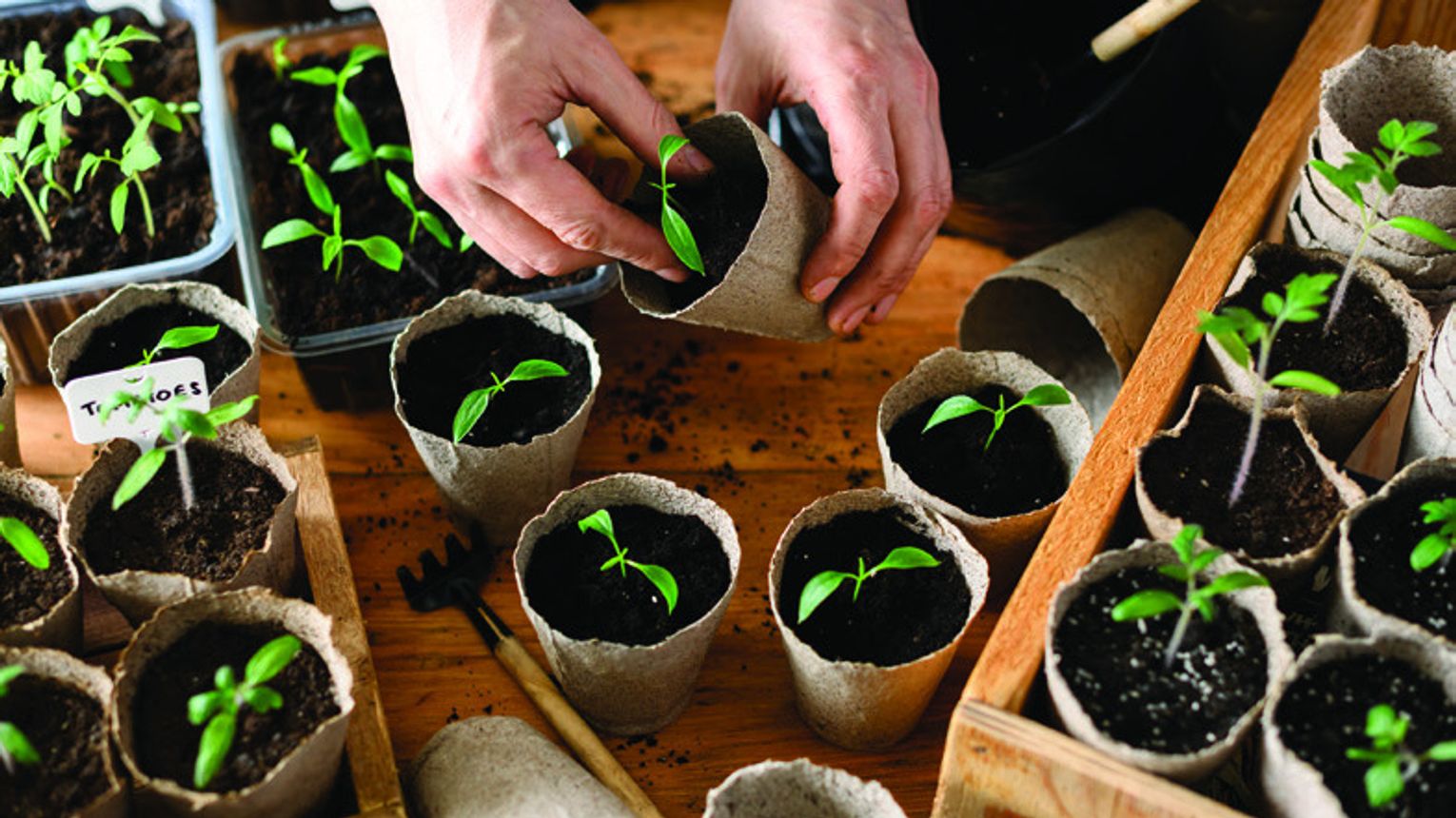 Agrilife advocates for starting with seedlings