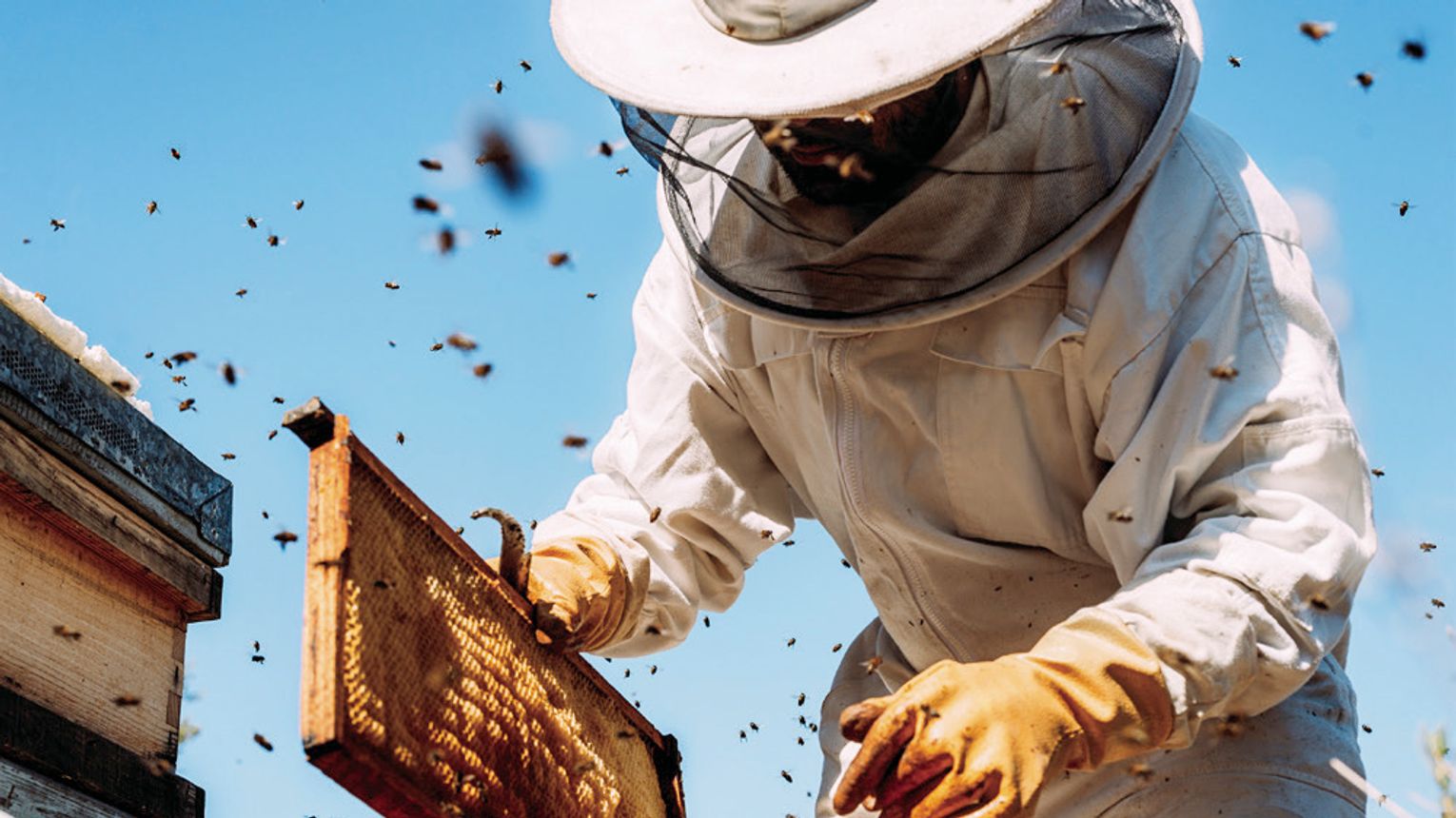 AgriLife to host basic beekeeping course