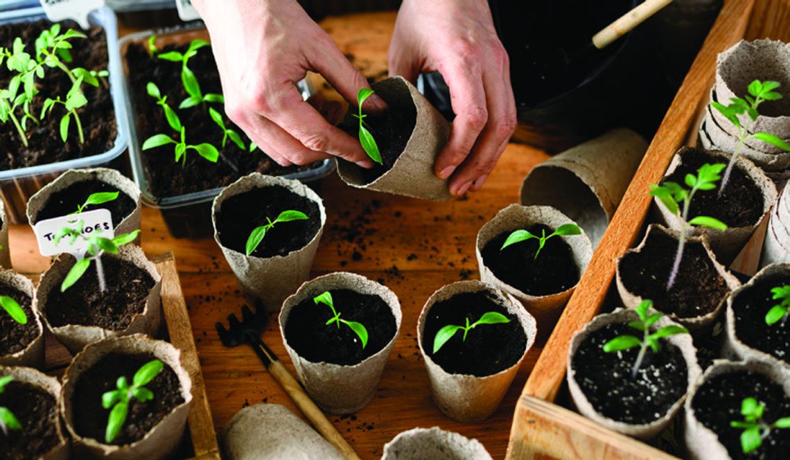 Agrilife advocates for starting with seedlings