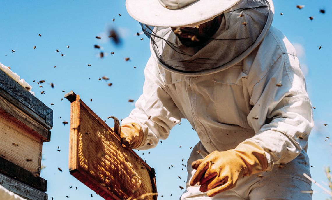 AgriLife to host basic beekeeping course