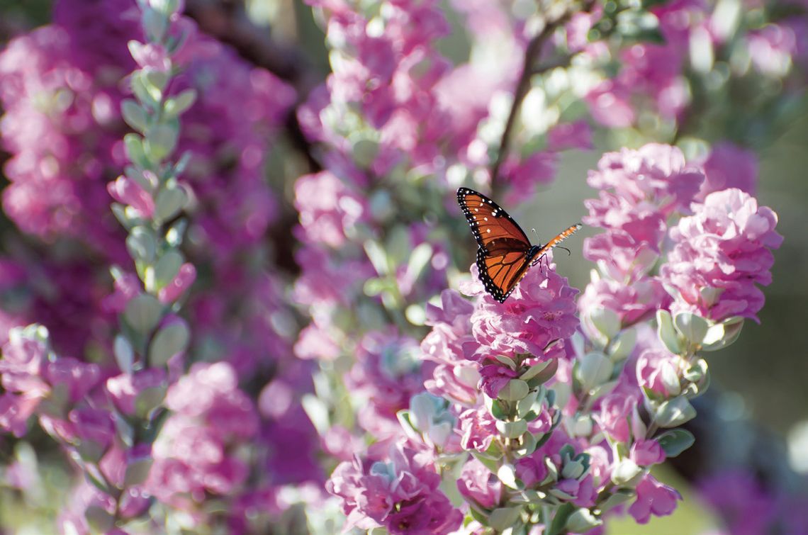 DCMGA recommends Texas Sage