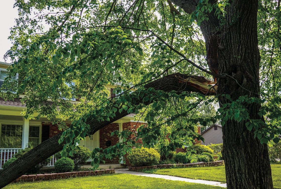 Factors determine whether trees can be saved