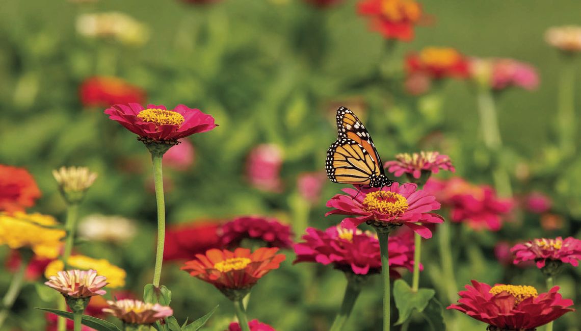 Home & Garden