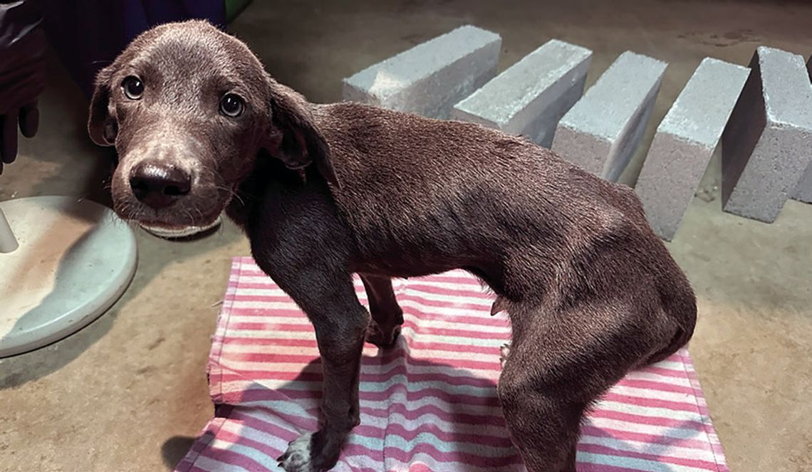 KVPD makes animal cruelty arrest