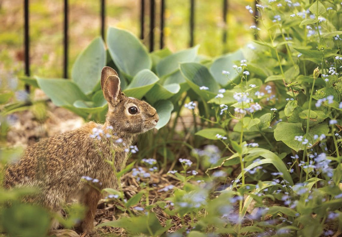 Preventing pests is multistep process